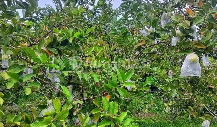 Tanah Kebun Jambu 350Jt Kawasan Wisata Ngargoyoso Tanah Kebun Jambu 350Jt Kawasan Wisata Ngargoyoso