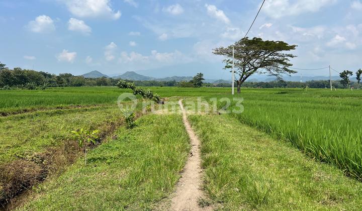 Tanah Sawah Murah 4800M2 480 Juta Sambirejo Sragen Tanah Sawah Murah 4800M2 480 Juta Sambirejo Sragen
