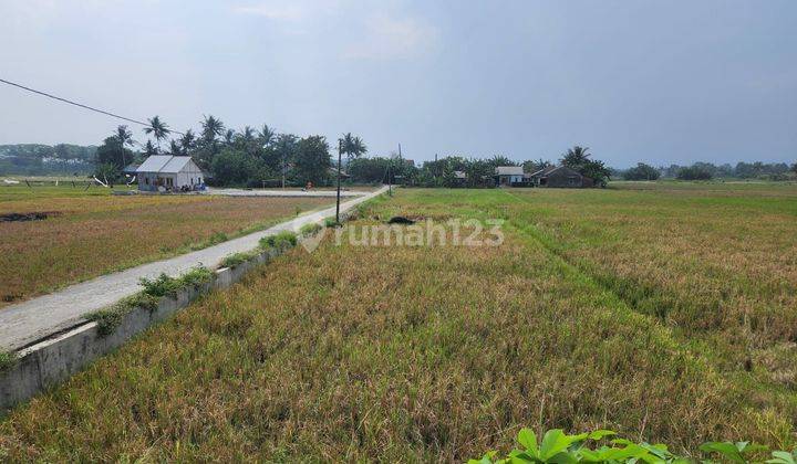 Dijual Tanah Sawah Jalan Lingkar Timur Cilacap Selatan Jawa Tengah 1