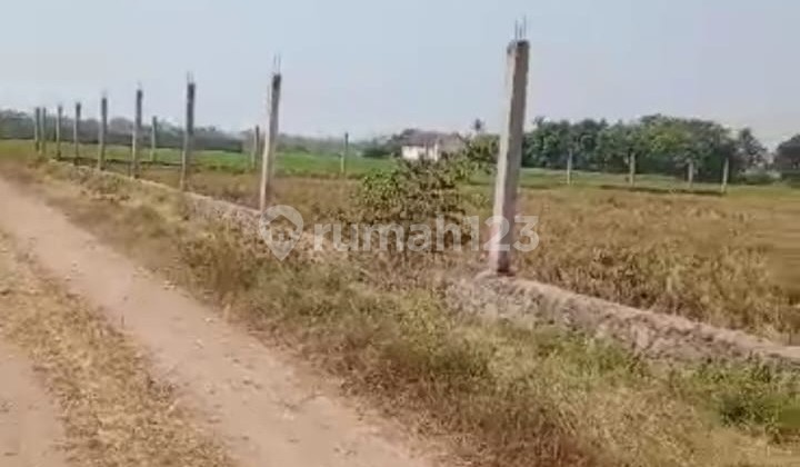 Tanah di Kampung Pulo, Mauk Raya - Tangerang Tanah di Kampung Pulo, Mauk Raya - Tangerang