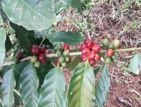 Jual Kebun Kopi Dekat Daerah Wisata, SHM 2 Ha. Akses Jalan Besar. 4