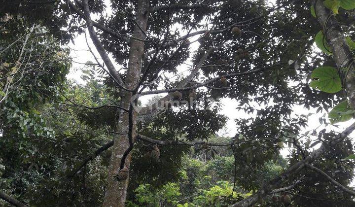 Jual Kebun Kopi Dekat Daerah Wisata, SHM 2 Ha. Akses Jalan Besar. 8