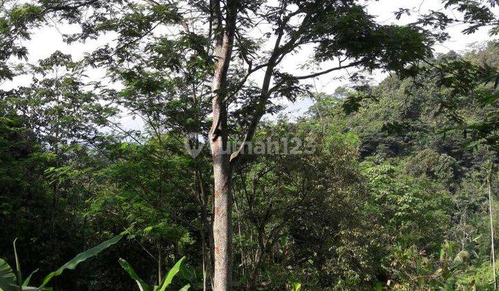 Dujual Kebun Kayu Albasiah , Shm, Tanah Siap Garap 2