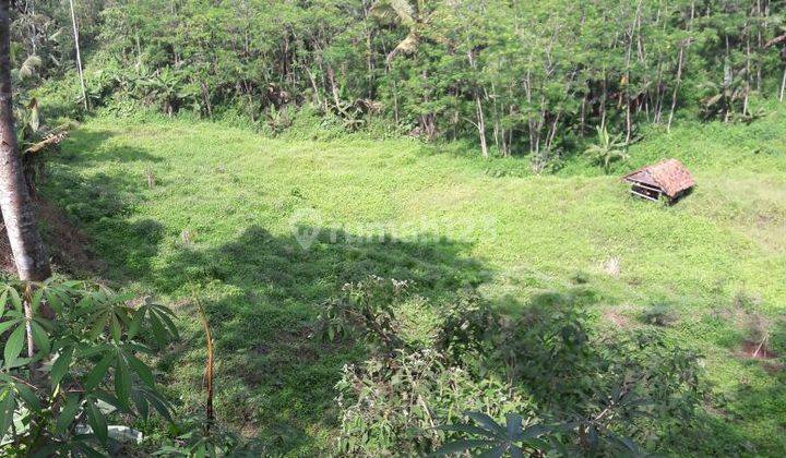 Dujual Kebun Kayu Albasiah , Shm, Tanah Siap Garap 5