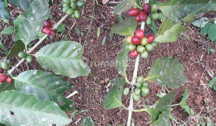 Dujual Kebun Kayu Albasiah , Shm, Tanah Siap Garap 6