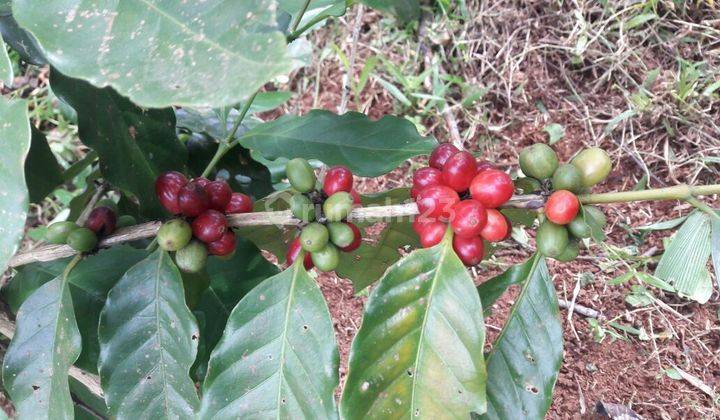 Dujual Kebun Kayu Albasiah , Shm, Tanah Siap Garap 7