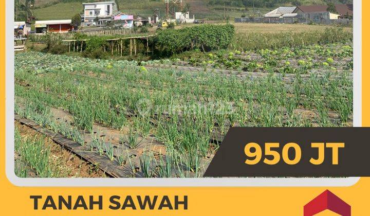 Dijual Tanah Sawah di Purbalingga, Purbalingga 1