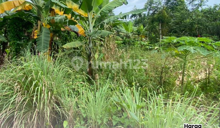 Podorejo Ngaliyan Land 1