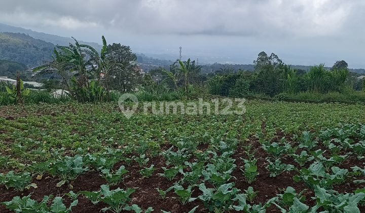 Rare Super Land for Sale, with Cool Air in Bedugul Candikuning