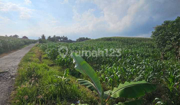 For Sale Small Plot of Land Near the Beach with Loud Wave Sounds