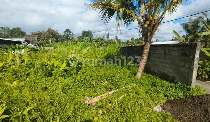 Di Jual Tanah Andong Petulu Menuju Tirta Tawar Ubud Di Jual Tanah Andong Petulu Menuju Tirta Tawar Ubud