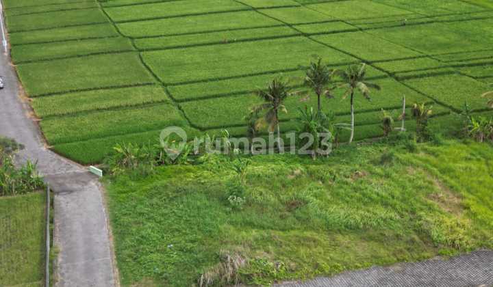 Tanah Dijual Di Kedungu Cocok Untuk Investasi Atau Dibangun Villa