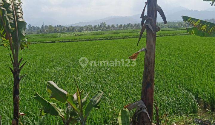 Tanah Main Road Gilimanuk Jembrana Yeh Embang Jembrana  Tanah 1