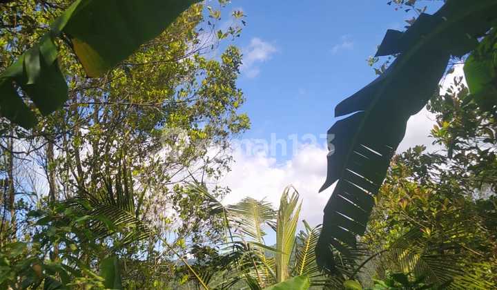 For Sale Land In Wanagiri Containing Clove And Coffee Trees