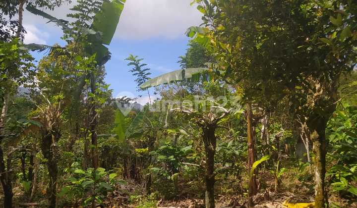 Land For Sale In Wanagiri With Clove And Coffee Trees