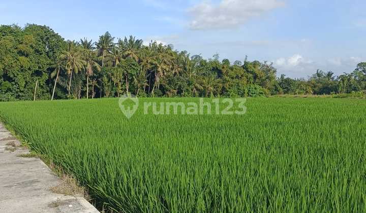 Dijual Sebidang Tanah Di Area Kawasan Super Pantai Kedungu Dijual Sebidang Tanah Di Area Kawasan Super Pantai Kedungu