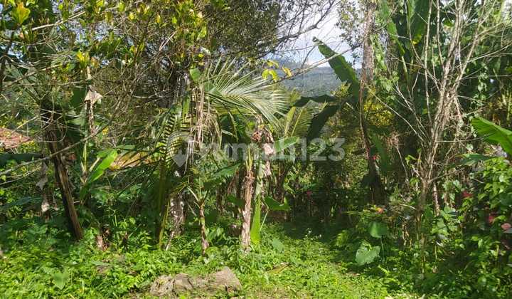 For Sale Land In Wanagiri Containing Clove And Coffee Trees