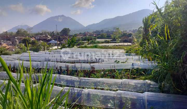 Dijual Tanah Dikawasan Pariwisata Bedugul Dijual Tanah Dikawasan Pariwisata Bedugul