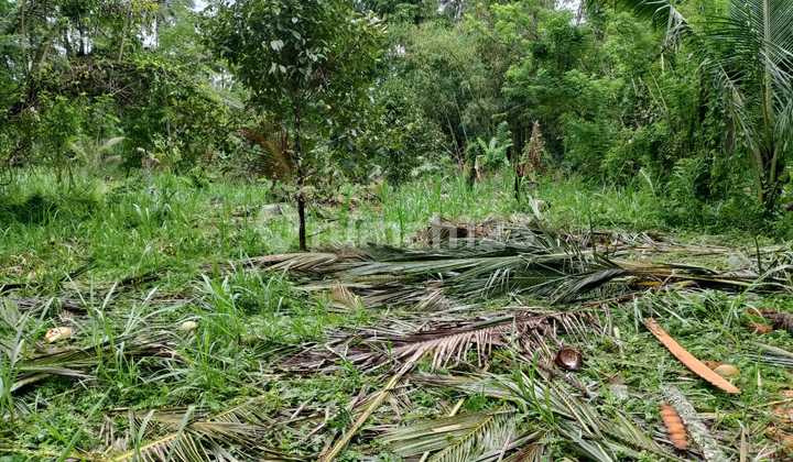 Land for Rent, Garden Location, Menanga Rendang Village, Karangasem.