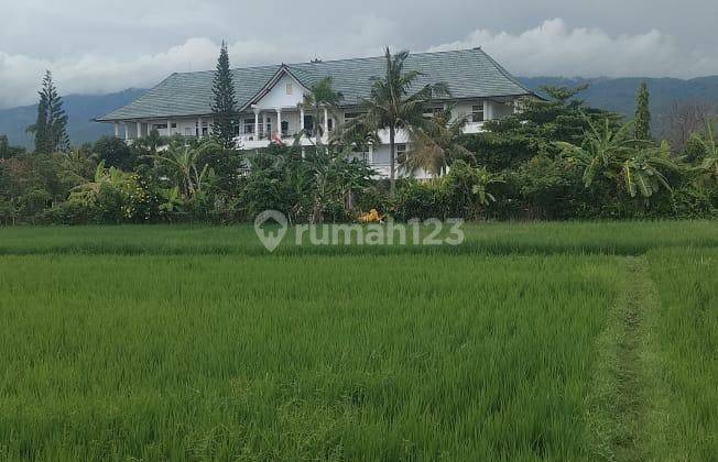 For Sale Tanah 400m2 Investasi Kecil Area Dekat Lovina Bali 2