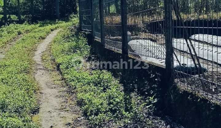 For Sale Productive Agricultural Land Located in Batunya Village, Baturiti For Sale Productive Agricultural Land Located in Batunya Village, Baturiti