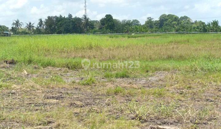 Kavling Kedungu Mulai 3 Are Hanyaa 100 Mtr Ke Pantai 2