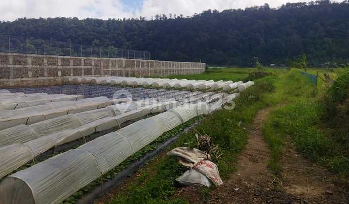 Lahan Super Langka Saat Ini Los Danau Buyan Pancasari