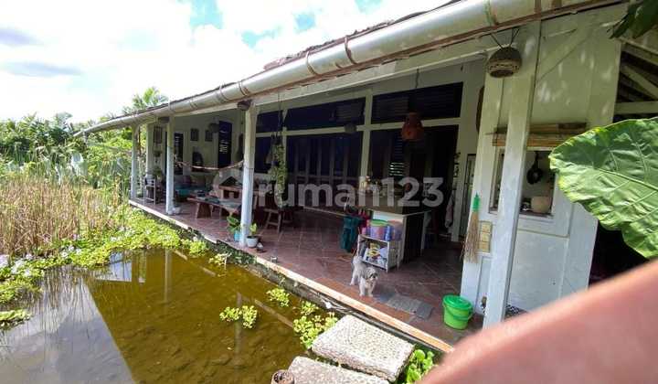 Dijual Tanah Murah Berisi Bangunan Di Padonan, Canggu, Bali 