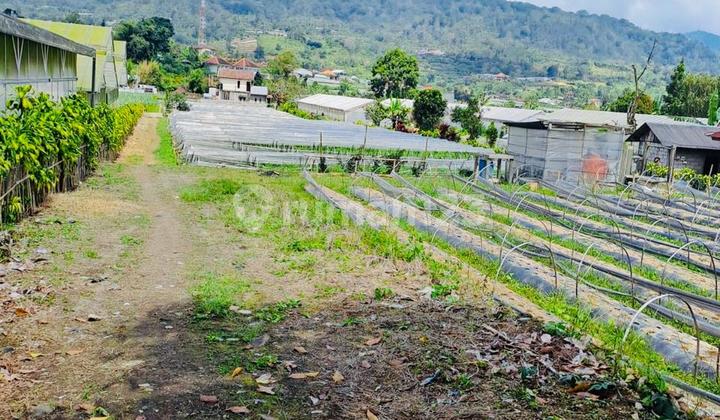 For Sale: A Plot of Plantation Land with Lake and Hills View For Sale: A Plot of Plantation Land with Lake and Hills View