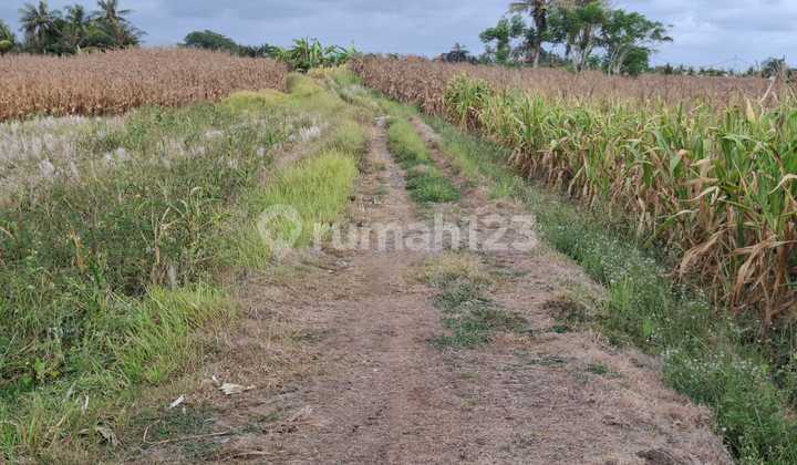 Dijual Tanah Tegalan/kering Dekat Pantai Kelecung Dijual Tanah Tegalan/kering Dekat Pantai Kelecung