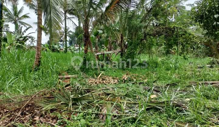 Land for Rent, Garden Location, Menanga Rendang Village, Karangasem.