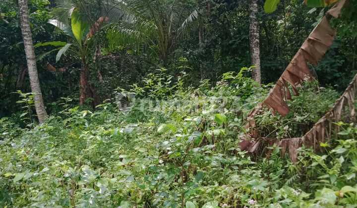 Dijual Tanah Tegalan Lokasi Berada Di Desa Bengkel Sari Selemadeg Dijual Tanah Tegalan Lokasi Berada Di Desa Bengkel Sari Selemadeg