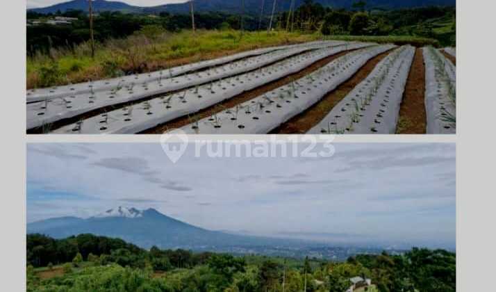 Dijual Tanah View Pegunungan – Bojong Murni, Ciawi, Bogor Dijual Tanah View Pegunungan – Bojong Murni, Ciawi, Bogor