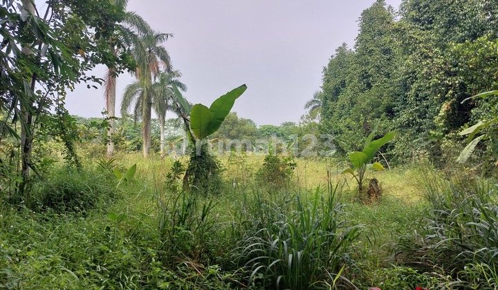 Kavling Siap Bangun Cipenjo Dekat Harvest Cileungsi Kavling Siap Bangun Cipenjo Dekat Harvest Cileungsi