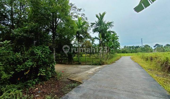 Tanah Murah 300 Ribu meter Luas 1200m2 Shm Kampar 2