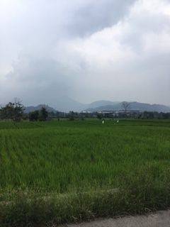 TANAH SAWAH PRODUKTIP DESA BOJONG NANGKA SOREANG  BDG 2