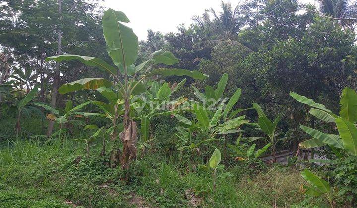 Tanah Darat Murah 3000 M2 di Bantar Kuning Cariu Bogor 2