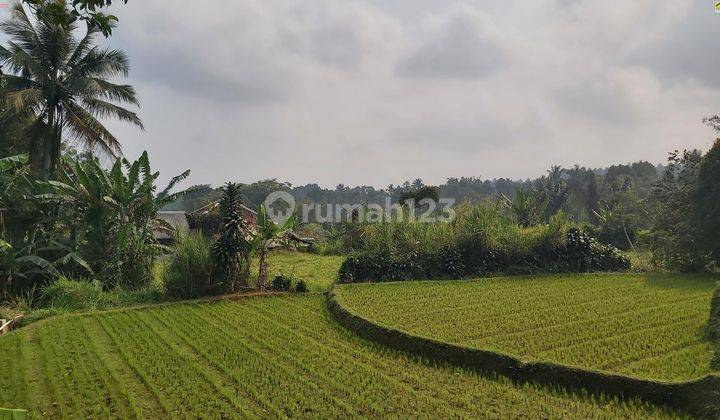 TANAH SAWAH FAN KEBUN COCOK VILLA dan PERTANIAN DESA WANAYASA PWK 1