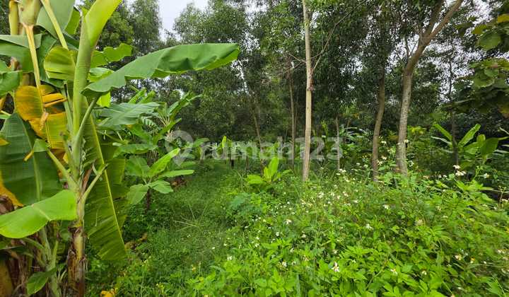 Dijual Tanah Luas Lokasi Strategis di Jl. Watulawang Semarang 1