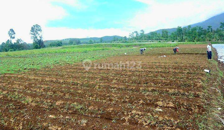 Tanah Perkebunan di Desa Kebon Peteuy Cianjur SHM 2