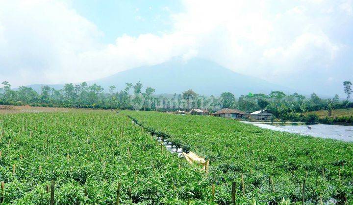 Tanah Perkebunan di Desa Kebon Peteuy Cianjur SHM 1