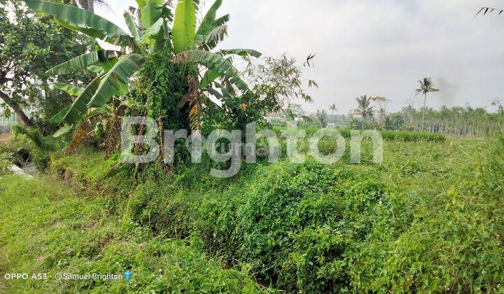 Jual Tanah Luas Dekat Exit Tol Pakis Nol Jalan Provinsi 2