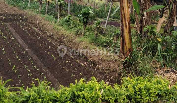 Tanah di Bulu Kerto Batu Malang, Malang SHM 1.156 m² Tanah di Bulu Kerto Batu Malang, Malang SHM 1.156 m²