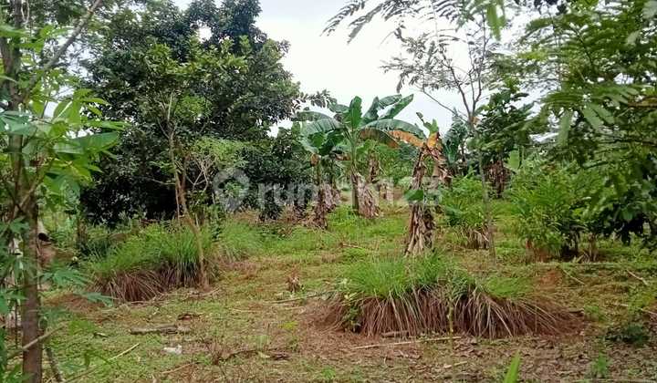 Tanah Luas 1542M di Cianjur Puncak