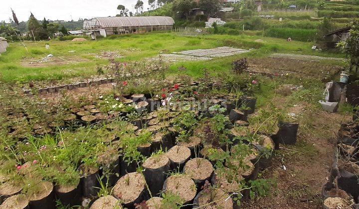 Dijual Tanah di Cihideung Lembang Cocok untuk Cluster atau Usaha Kebun Bunga 1