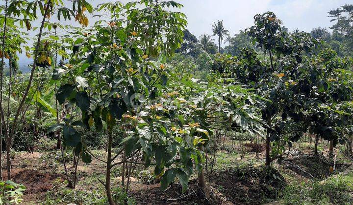 Wow Kavling Murah Meriah Siap Bangun di Ngamprah Bandung Barat 11