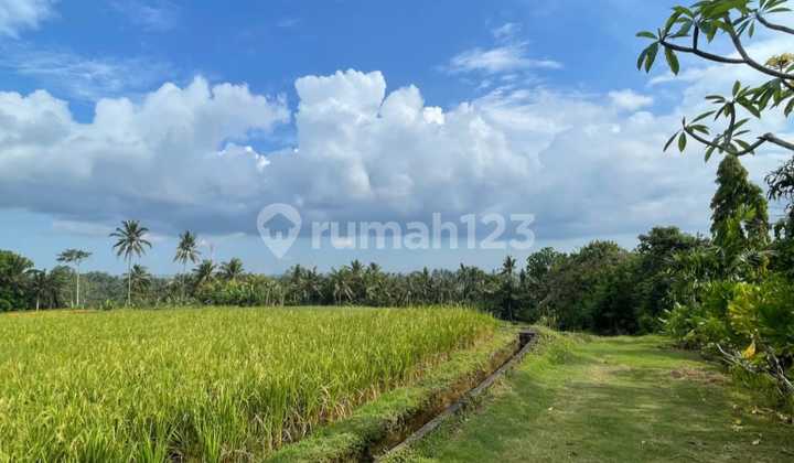 Land surrounding Tabanan Bali view of rice fields jungle near Kelating beach Land surrounding Tabanan Bali view of rice fields jungle near Kelating beach