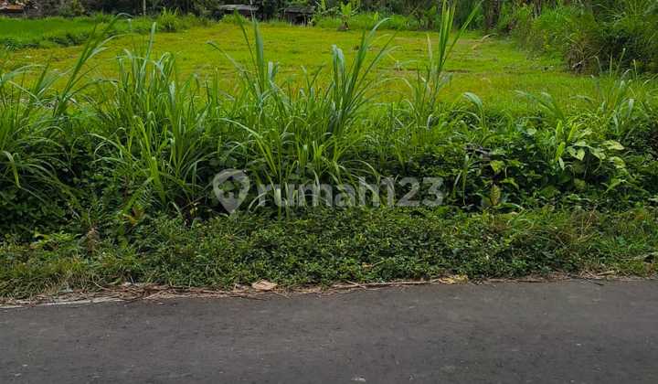 Tanah Strategis Murah di Pemukiman Pejeng Gianyar Bali Tanah Strategis Murah di Pemukiman Pejeng Gianyar Bali