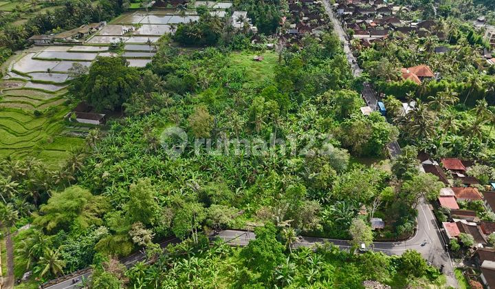 Tanah di ubud Bali Lahan Datar dan Zona Aman Tanah di ubud Bali Lahan Datar dan Zona Aman