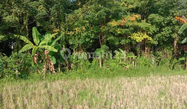 Tanah Strategis di Tebongkang Singakerta Ubud Bali Cocok Untuk Investasi Tanah Strategis di Tebongkang Singakerta Ubud Bali Cocok Untuk Investasi